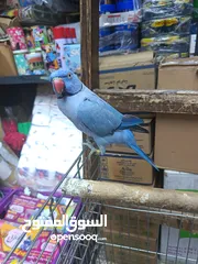  11 ببغاء دره لون ازرق طفره