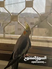  3 عصفور كوكتيل اليف للبيع دون بدل مع قفص واغراضه