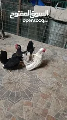  3 دجاج حب حب صيني