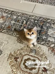  5 قط ذكر للبيع سكوتش ستريت جولد