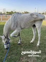  6 خيل  عربي