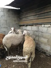  3 غنم قبرص ثلاث نعجات مع كبش اسرائيلي