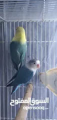  2 fischer lovebird breeder pair