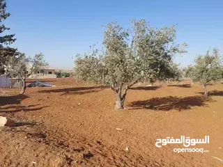  30 مادبا ماعين ارض زراعية مميزة عليها مزرعة زيتون جاهزة واصل جميع الخدمات مساحتها 4500 م