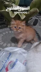  12 قطط فارسي للبيع