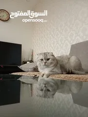  2 سكوتش فولد