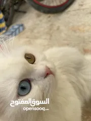  7 بيع قط مع اطفالها 3 كلشي موضح بل صوره لعوبات كلش نضيفات