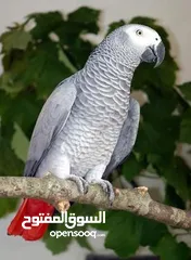  5 كاسكو اسطورة كلام بشر بصورة طير  اقرأ المواصفات جيدا ضروري معرفة مواصفات الطير
