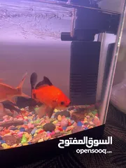  5 اسماك زينه وحوض سمك مع جميع ملحقاته