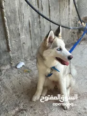  1 كلب هاسكي العمر 4 شهور ونص اليف متعود ع لعب