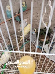  12 طيور حب جاهزات