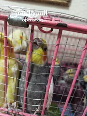  2 ببغاء كوكتيل اي لون