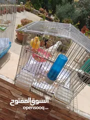  24 عصافير كنار للبيع جواز جاهزه في  اشي مع بيض واشي مش مع بيض وفي فراخ صغار جواز
