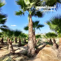  7 washingtonia palms , Date palms of all sizes available with delivery and planting in uae