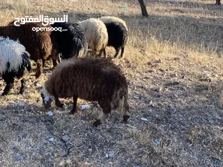  9 خرفان بلدي للبيع