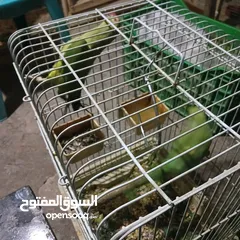  1 حبه درة انثى
