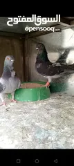  1 جوز بلنديات حلس مقليب شغلات صحه ونضافه