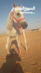  3 خيل خصي  سكول