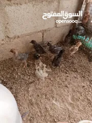  1 الصيصان بلدي نخب
