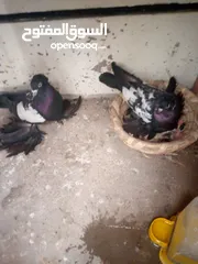  3 طيور زينه نثيه وفحل وجواهن  بيضتين