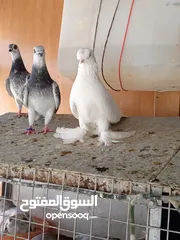 10 فحول وطواير للبيع
