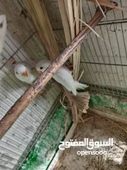  1 طور روز  ألوان بتجنن الله يبارك لصاحب النصيب. روز البينو عين حمرا. البينو بيور من انناحي