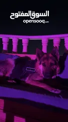  1 كلب جيرمن شيبرد للبيع بسبب السفر