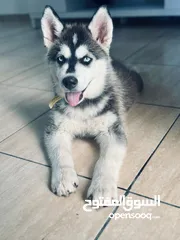  2 Husky female 3month old