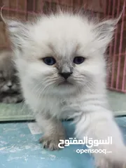  1 قطط هملايه عباره عن اللعاب ما شاء الله العمر 60يوم