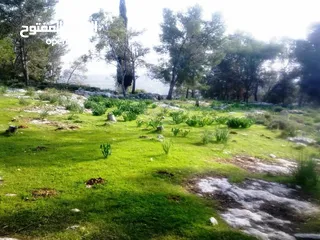  4 1000 متر مربع في اكتابا للبيع
