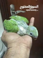  2 Indian Ring Neck Parrot baby