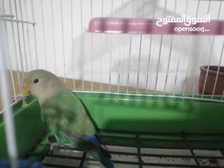  6 روز اخضر وايت فيس 425 ج
