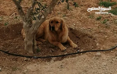  3 جوز Golden Retriever جولدن ريتريفر اصلي ذكر وأنثى لأعلى سعر