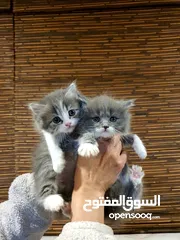  2 قطط مميزة للبيع ب سعر مغري