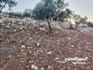 6 مزرعة لقطة مميزة مشجرة جرش دحل مساحة 3دونمات ونصف
