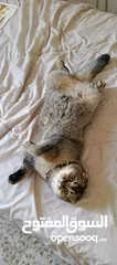  6 سكوتش فولد scottish fold