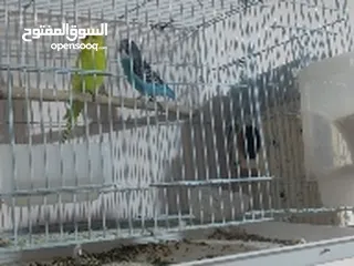  2 طيور حب للبيع فحل جبير و ابنه هم فحل وي قفص