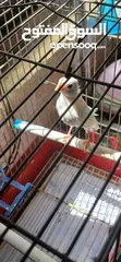  6 فرخ كنار ابيض صافي