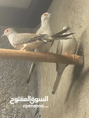  2 الحمام الملكي