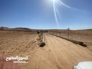  10 مزرعه زيتون