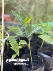  3 شجره الدوريان