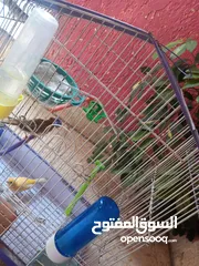  4 جوز شغال (فحل، طيرة)