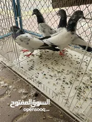  7 حمام باكستاني