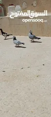  2 متاح 3جواز شغلات جوز يهوديات  صفر وجوز بلجيكي زرزور عل بلجيكيه