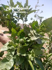  2 مزرعه للبيع مادبا لب