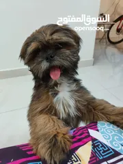  1 Shihtzu puppy 4 months