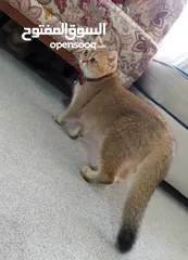  1 إناث منتجات سكوتش ستريت
