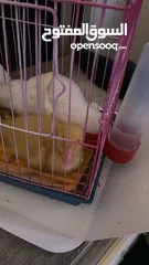 3 بطة صغيرة عمرها اسبوعين