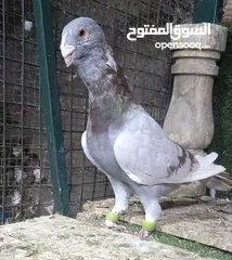 26 جواز وفردات كل اشي الو سعرو الاسعار بالوصف