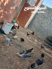  4 فرخات دجاج بلدي وفيومي صحه ونظافه ولله الحمد مطعمات عمر شهر ونص لشهرين